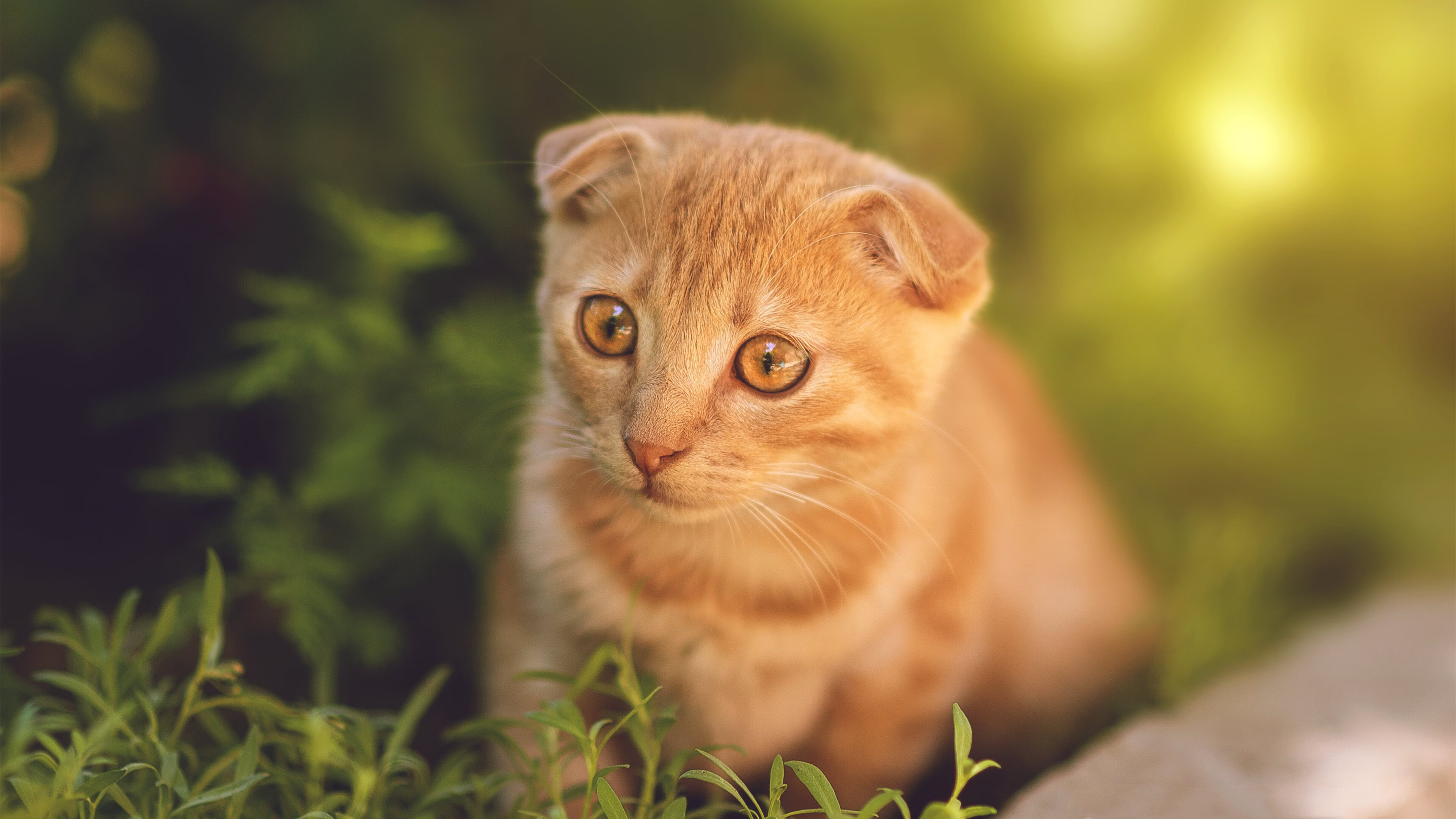 国家德比硝烟外，哥斯达黎加的伯纳乌之战—当加勒比火力遭遇永恒之城