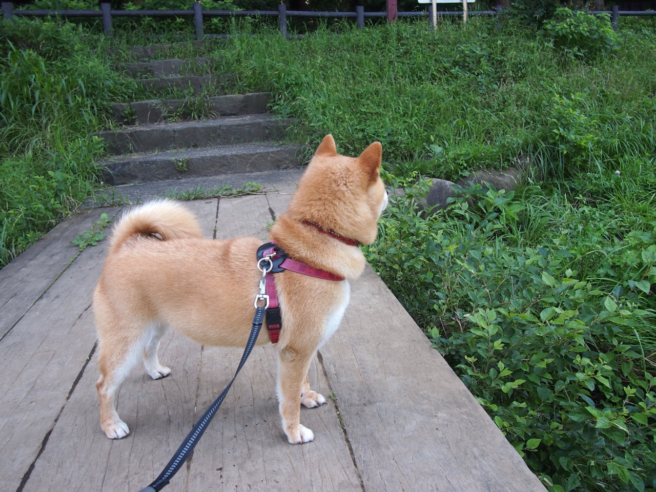 双线逆袭，当足球场遇上F1赛道，体育唯一性在戏剧性转折中闪耀