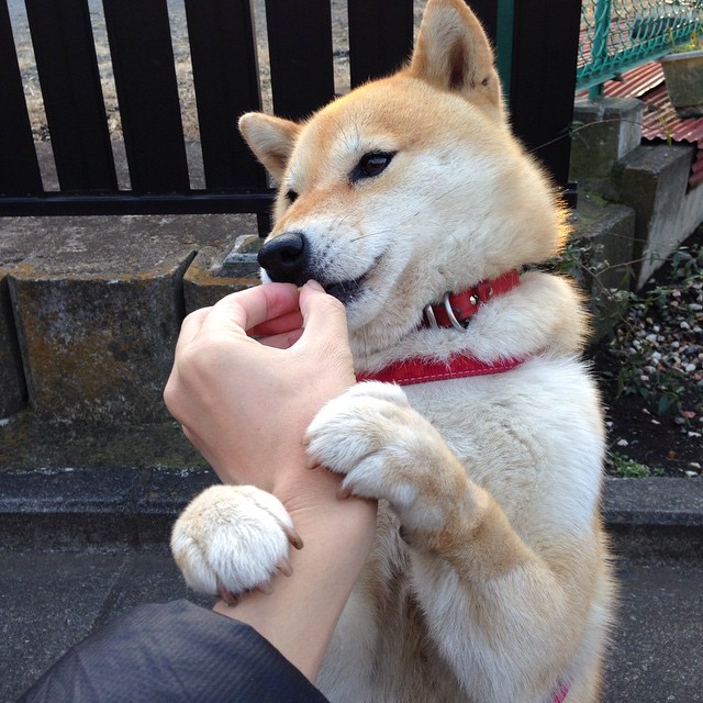 速度交会点，F1霓虹夜道与塔图姆的火热单圈