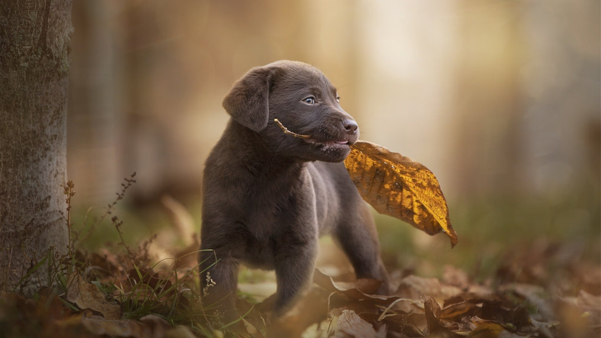 神秘代码点燃虚拟球场，数据之火如何击溃山西队