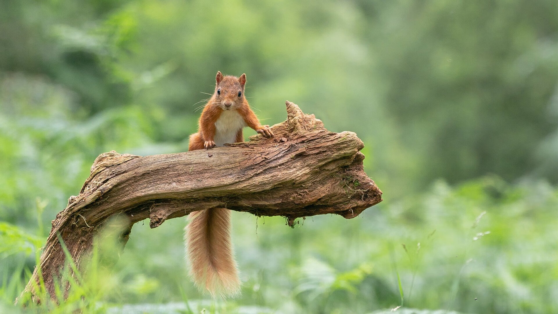 黑夜中的闪电，布鲁诺终场绝杀，多特蒙德逆转丹麦