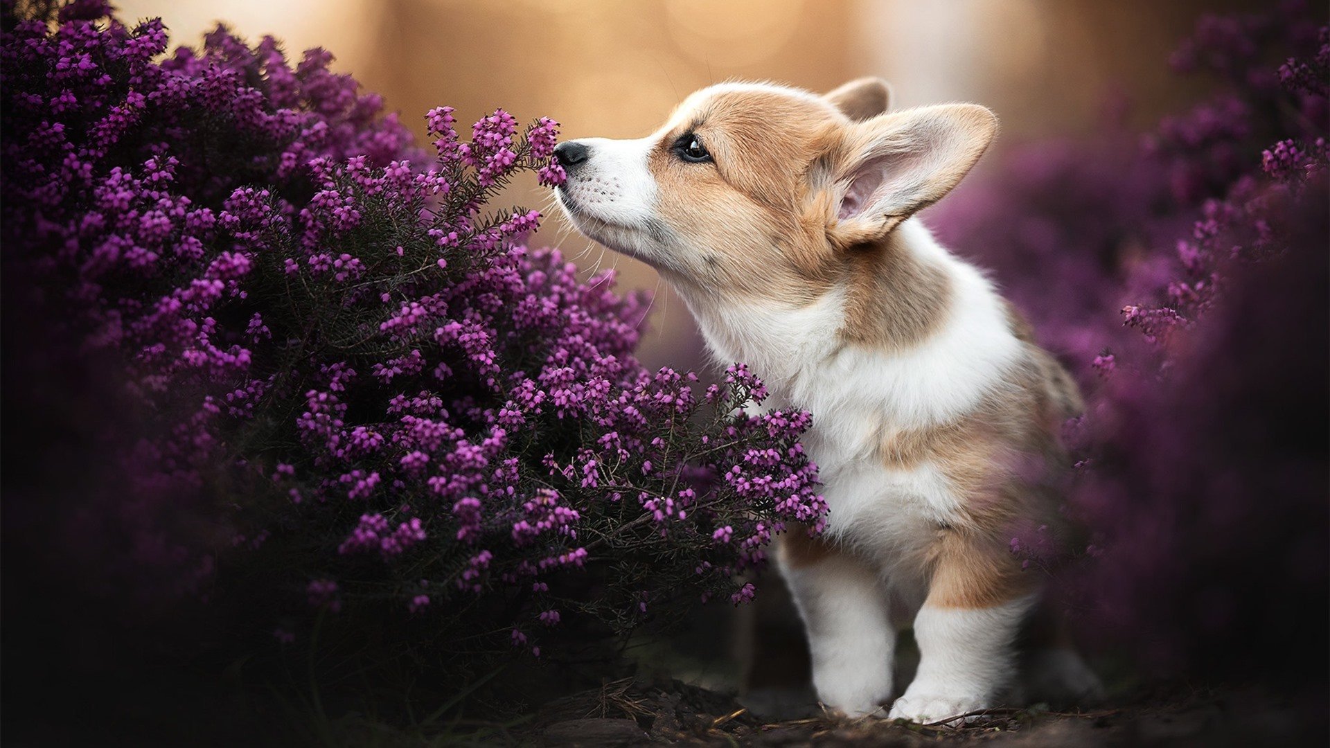 足球奇迹的诞生密码,埃及锁死梅西与弗拉霍维奇的关键绝杀