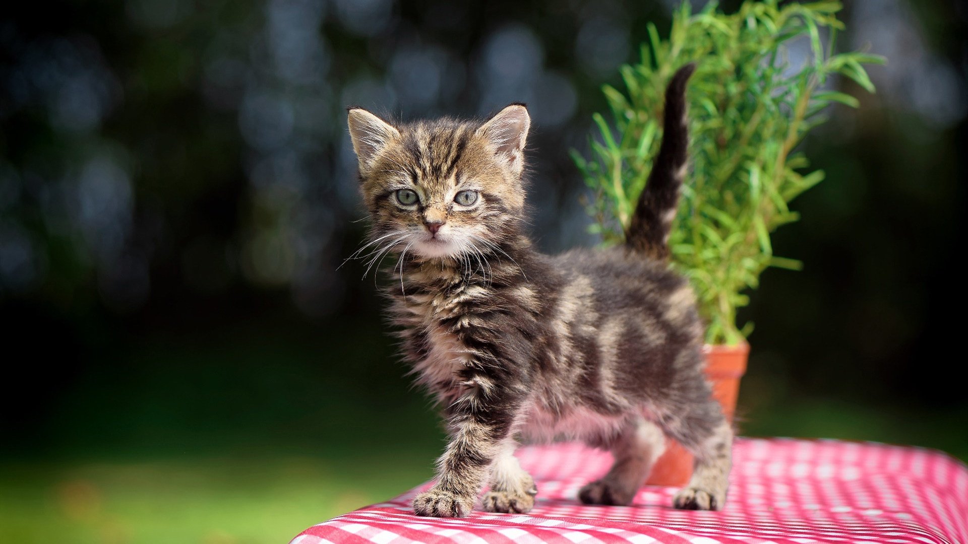 新大陆狂想曲，迪巴拉的古典探戈与巴拉圭的瓜拉尼火力，如何为足球文艺复兴揭幕