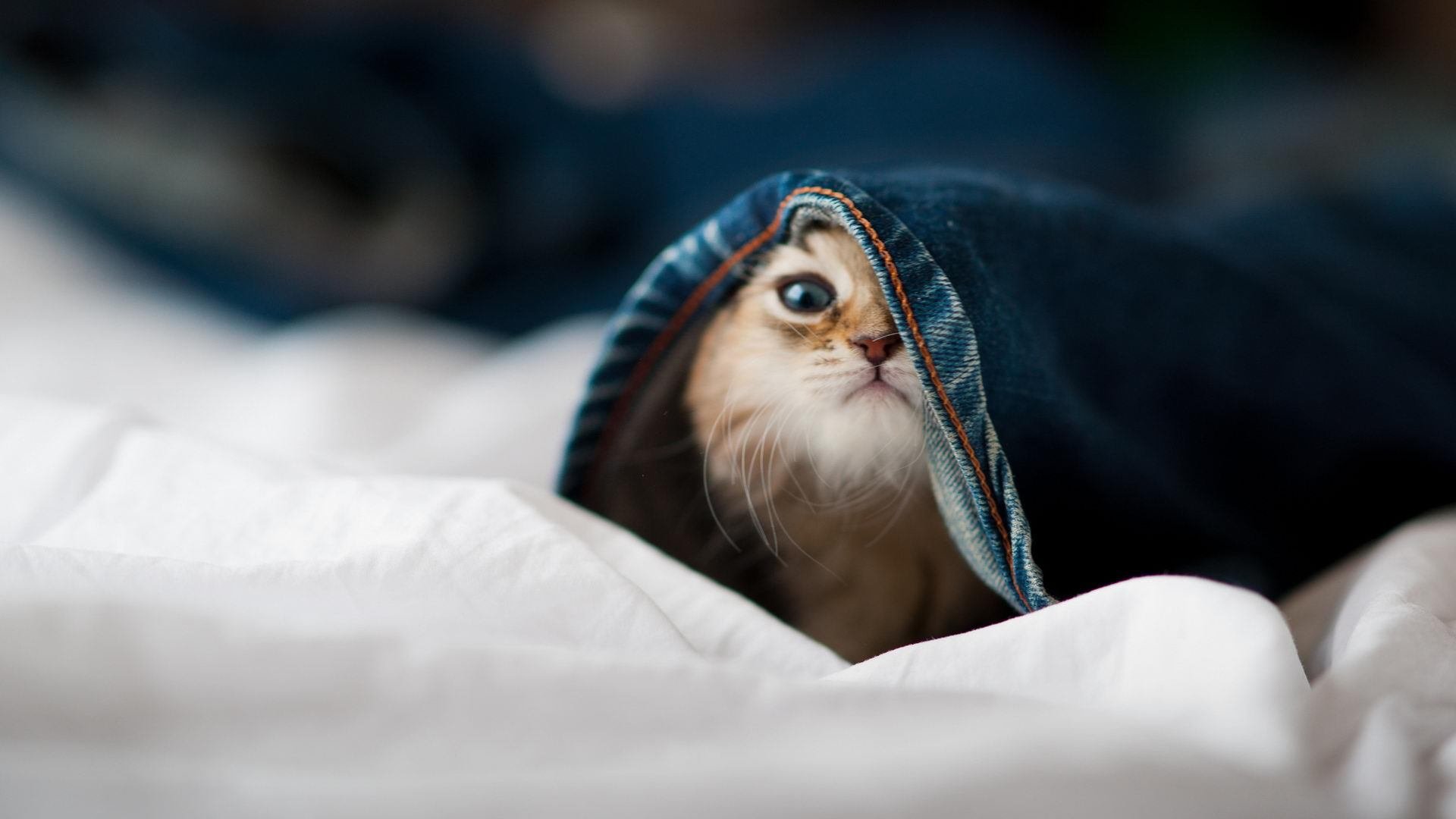 双线战火,从不败神话的集体韧性,到冠军之心的个人接管