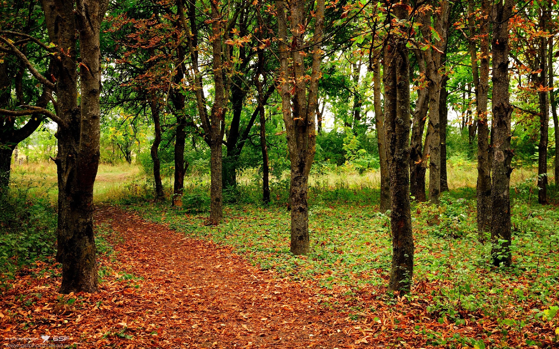 当灰熊撕裂广厦之夜,西亚卡姆在绿茵场解锁了禁区霸主模式