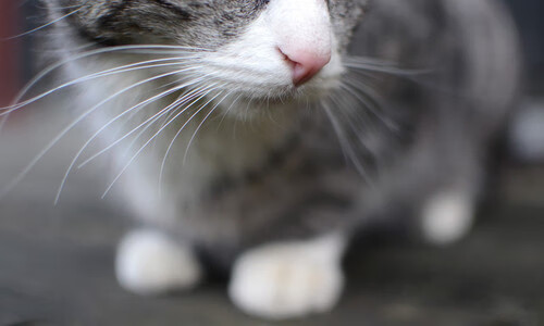 铁血苏亚雷斯诠释杀伤美学,拜仁绝境逆袭击败哥伦比亚群星