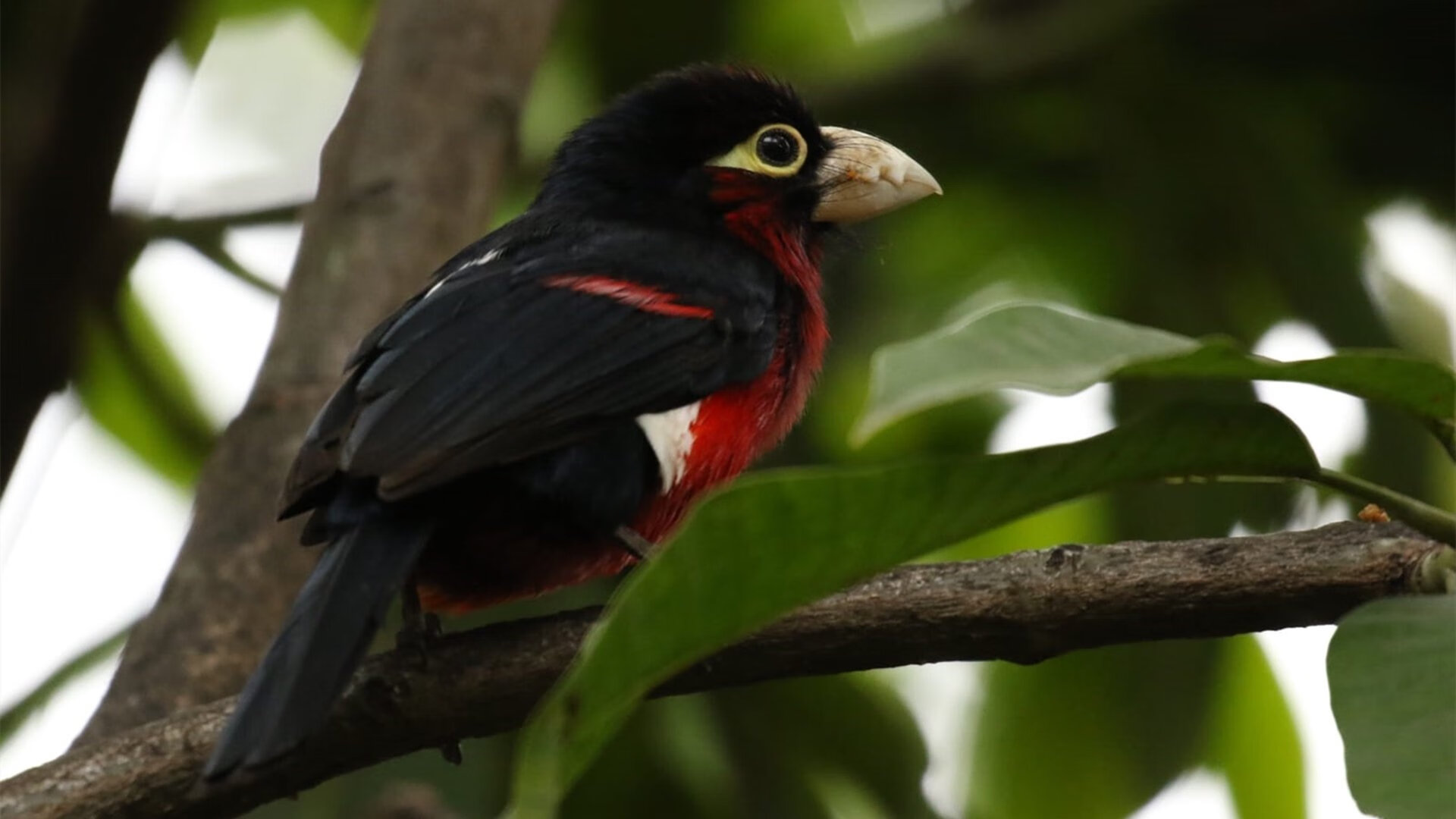 第四节最后5分57秒，密尔沃基的渡轮在西海岸靠岸