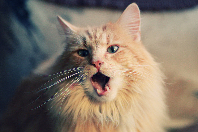 双重焦点，意甲巅峰对决与凯尔特人的防守锁链